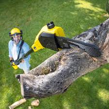 How Our Tree Care Process Works  in  Forest Grove, OR
