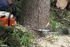 Best Tree and Shrub Care  in Fest Grove, OR