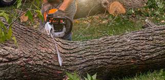 Best Pest Control for Lawns  in Fest Grove, OR