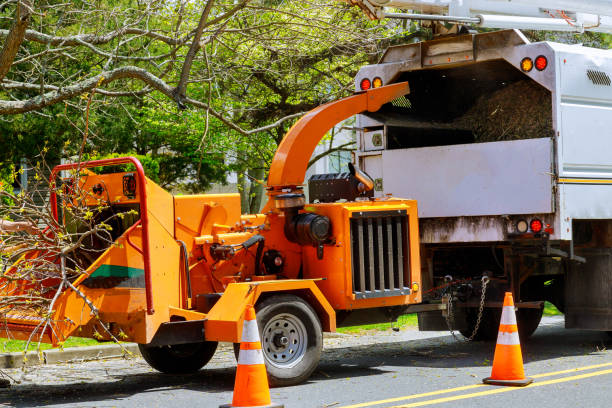 Best Arborist Consultation Services  in Fest Grove, OR