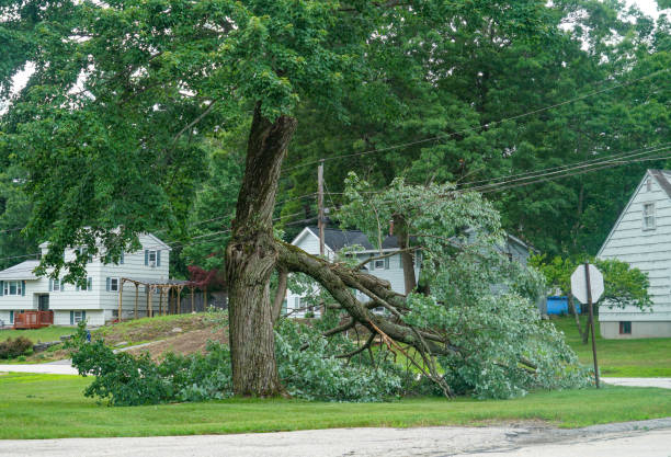 Best Fruit Tree Pruning  in Fest Grove, OR