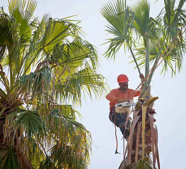 Best Tree Cabling and Bracing  in Fest Grove, OR